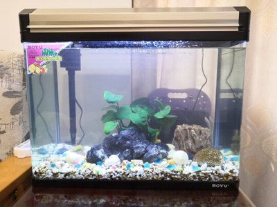 魚缸能用幾年（魚缸的壽命受多種因素影響，合理使用和保養可以延長使用壽命）