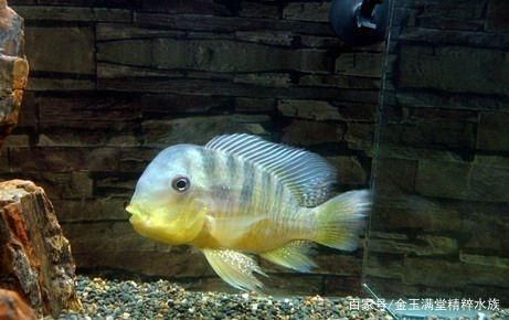 和尚魚可以和龍魚混養嗎：和尚魚可以與龍魚混養嗎和龍魚混養需要注意的問題