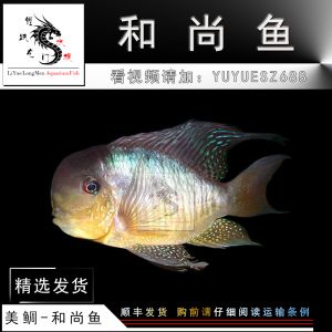 和尚魚可以和龍魚混養嗎：和尚魚可以與龍魚混養嗎和龍魚混養需要注意的問題