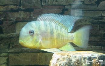 和尚魚可以和龍魚混養嗎：和尚魚可以與龍魚混養嗎和龍魚混養需要注意的問題