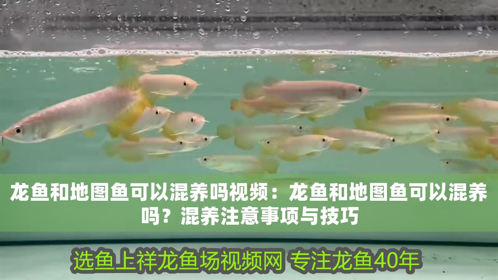 龍魚(yú)和地圖魚(yú)可以混養(yǎng)嗎視頻：龍魚(yú)和地圖魚(yú)可以混養(yǎng)嗎？混養(yǎng)注意事項(xiàng)與技巧