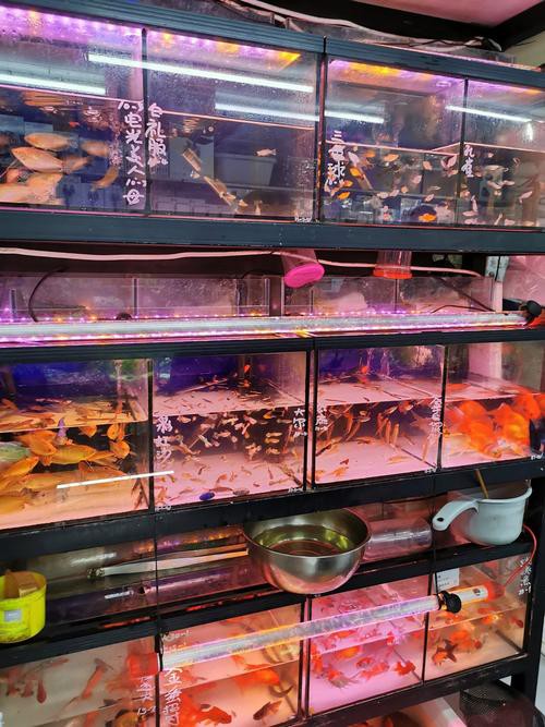 鄂爾多斯龍魚養(yǎng)殖基地在哪里有賣