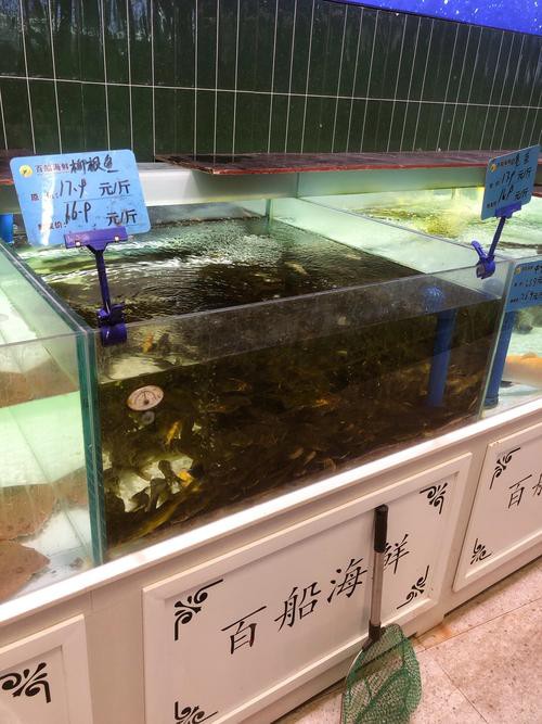 鄂爾多斯龍魚養(yǎng)殖基地在哪里有賣