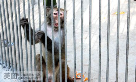 鄂爾多斯龍魚養(yǎng)殖基地在哪里有賣