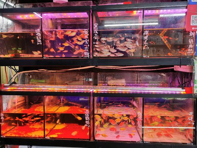 鄂爾多斯龍魚養(yǎng)殖基地在哪里有賣