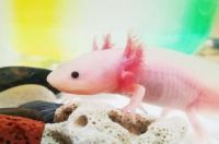 六角龍魚吃什么魚糧：六角龍魚吃什么