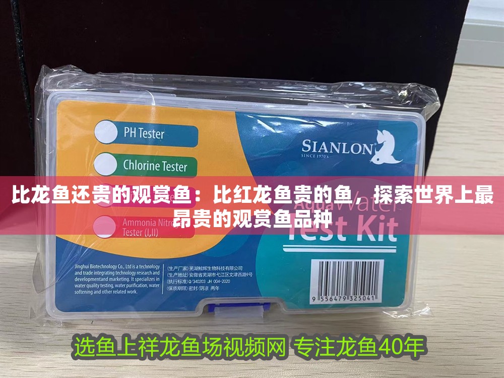 比龍魚還貴的觀賞魚：比紅龍魚貴的魚，探索世界上最昂貴的觀賞魚品種