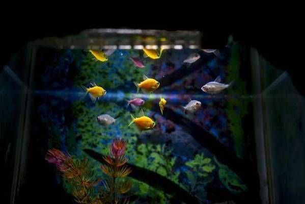 紅龍魚摔了兩下會(huì)死嗎為什么：紅龍魚摔了兩下會(huì)死嗎