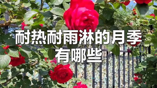 有哪些月季品種比紅龍更耐雨？