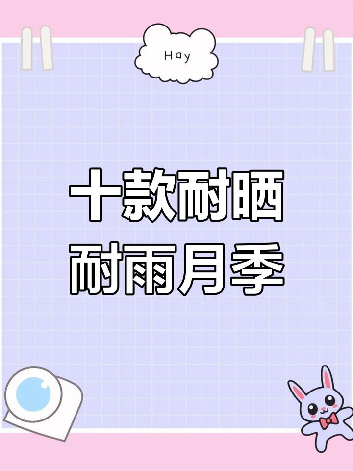 有哪些月季品種比紅龍更耐雨？