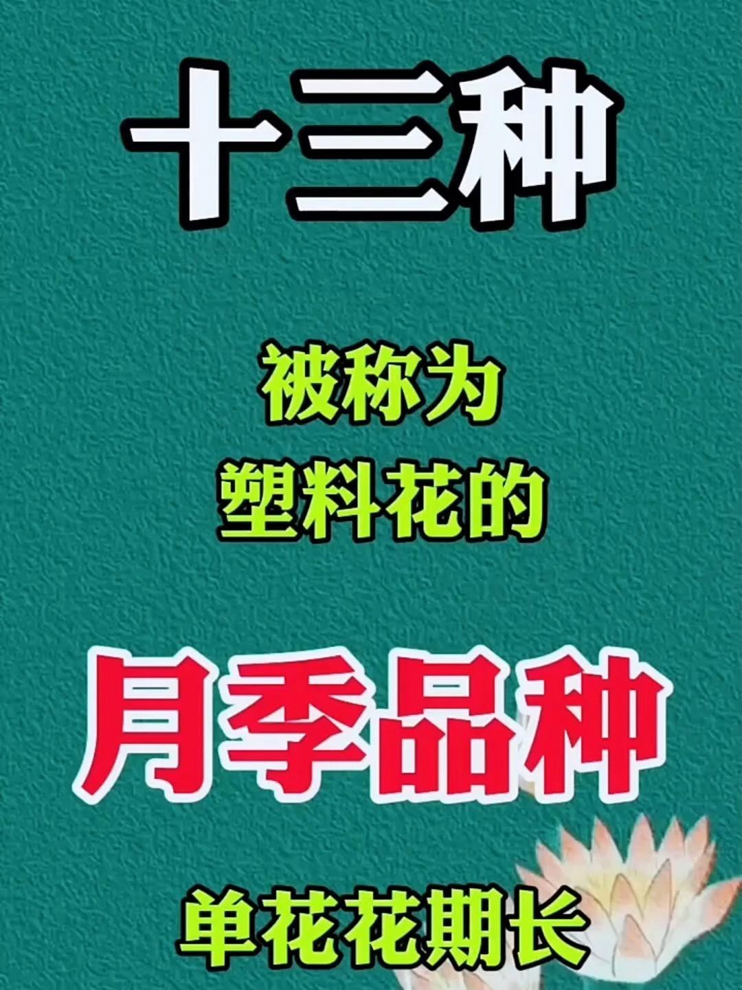 有哪些月季品種比紅龍更耐雨？