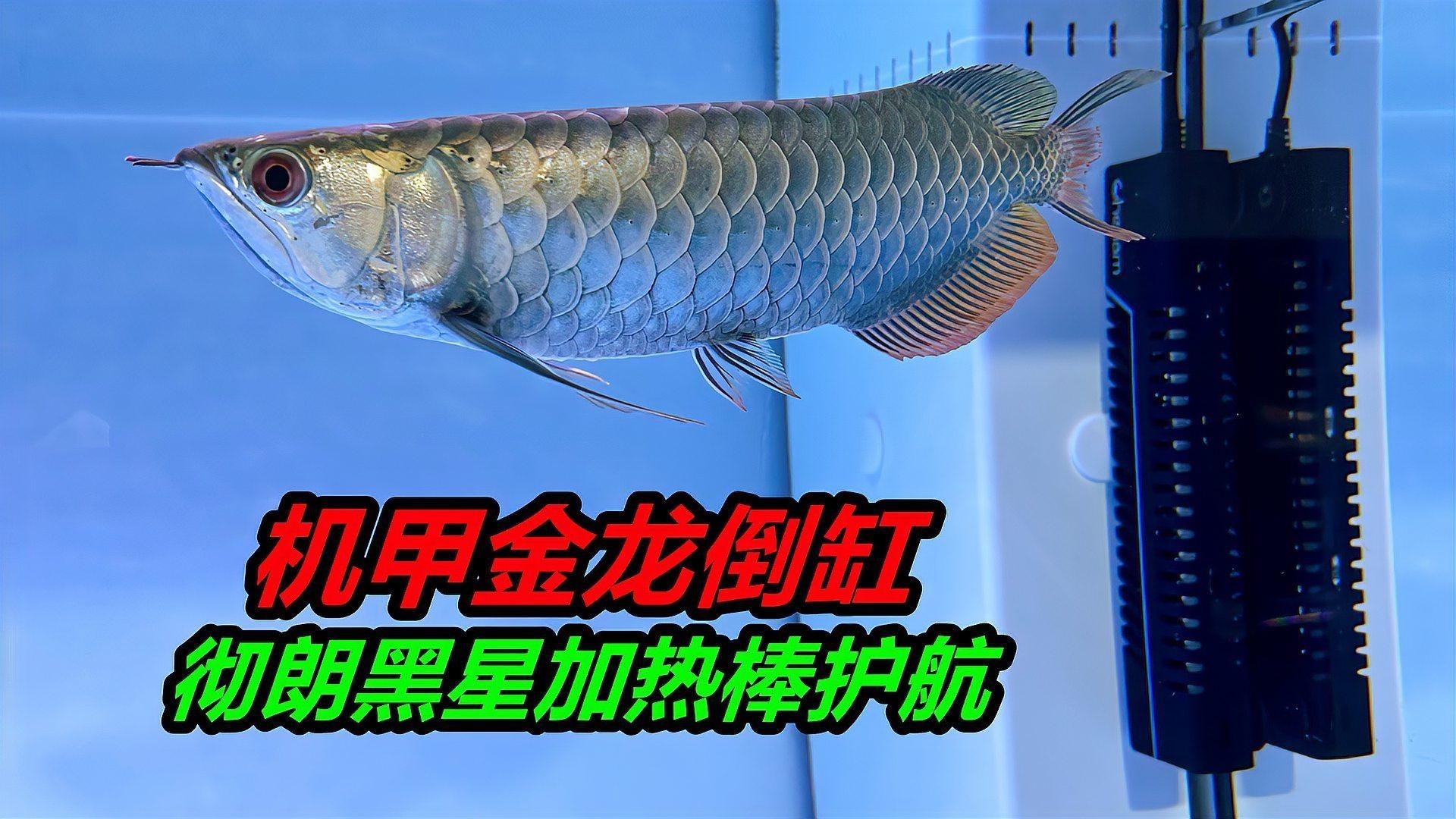 寶石金龍魚的最佳飼養(yǎng)環(huán)境