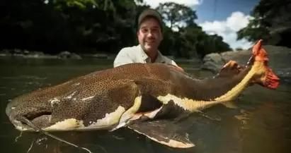 如何選擇適合招財(cái)貓魚(yú)的魚(yú)缸：招財(cái)貓魚(yú)飼料選擇技巧，