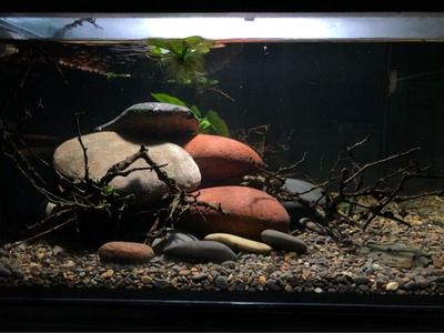 生態魚缸的養護秘籍想要打造一個健康的生態魚缸：海景魚缸和生態魚缸的區別是什么？