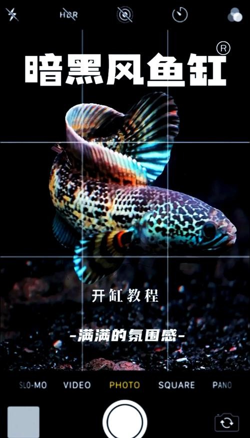 雷龍魚圖片背景紙畫