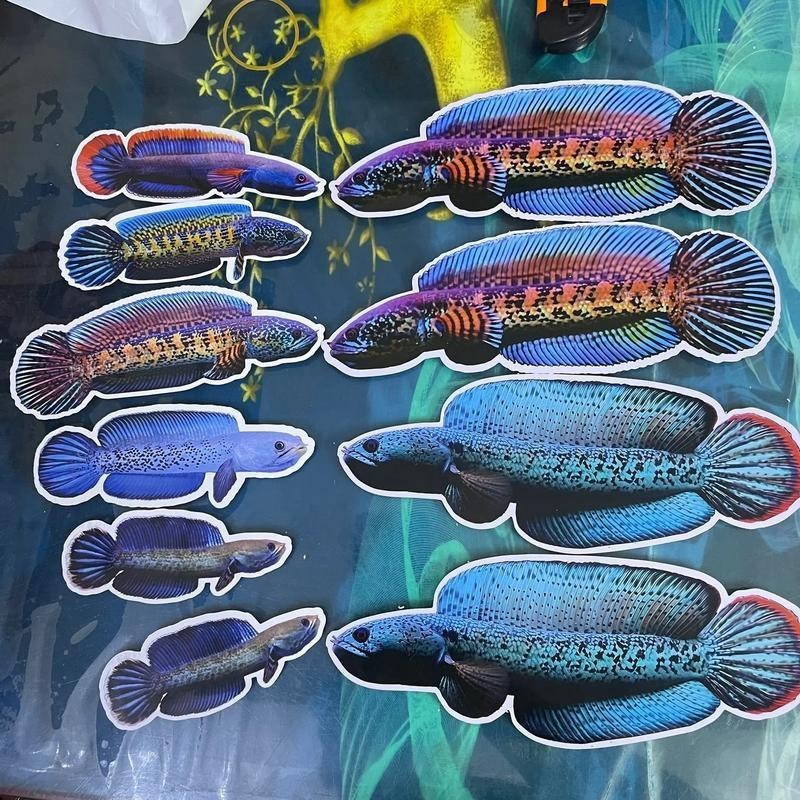 雷龍魚圖片背景紙畫