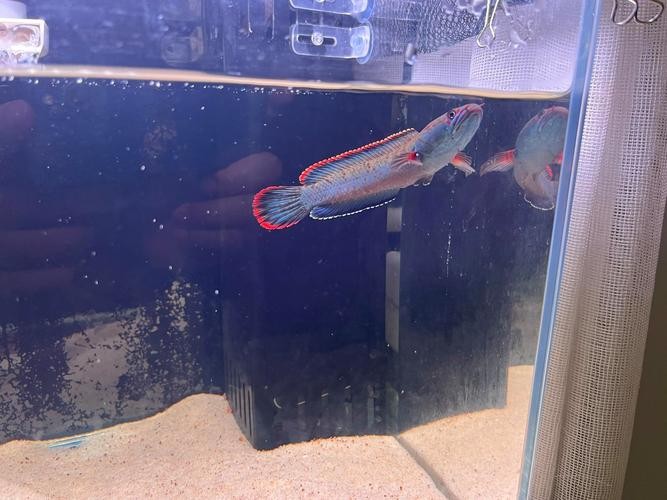 雷龍魚圖片背景紙畫