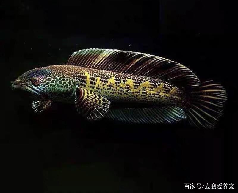 雷龍魚圖片背景紙畫