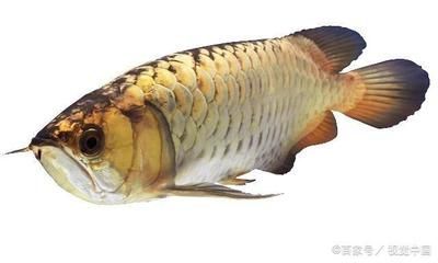 養金龍魚對主人的好處：養金龍魚的風水布局 養金龍魚對主人的好處：養金龍魚的風水布局 龍魚百科 第1張