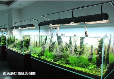 國內品牌魚缸排名前十：2024年國產品牌魚缸排名前十