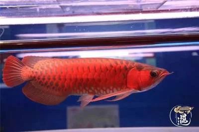 龍魚多大用發色燈：龍魚的發色與燈光的使用密切相關