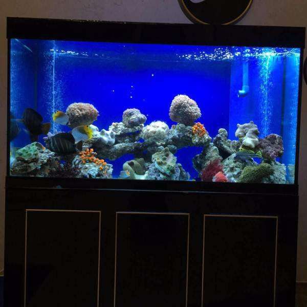 黑色魚缸養什么魚好呢（黑色魚缸適合養什么魚？）