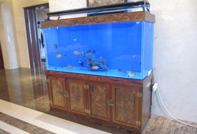 黑色魚缸養什么魚好呢（黑色魚缸適合養什么魚？）