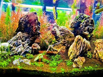 廣興水族魚缸質量怎么樣水族缸選擇標準選擇標準：廣興水族魚缸質量怎么樣