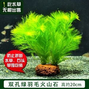 多久給魚缸換一次水最好（如何判斷魚缸水質好壞）