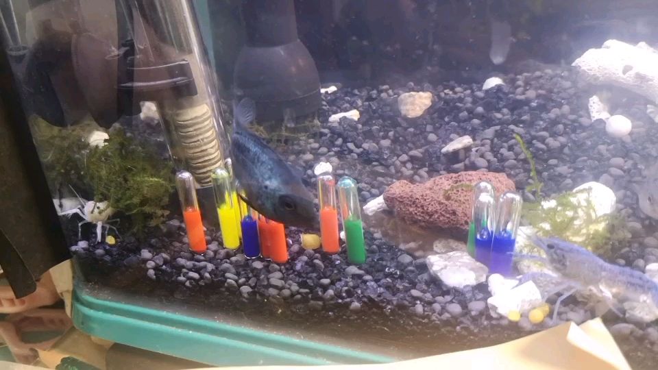 魚缸尺寸怎么選？：小米魚缸寬多少魚缸寬多少，魚缸寬多少，