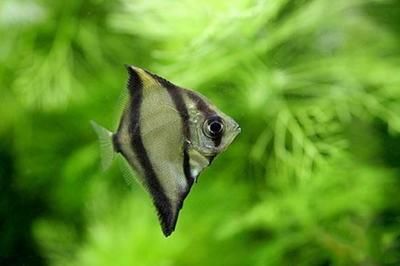 蝙蝠鯧和黃鰭鯧哪個適合跟龍魚混養(yǎng)：關于蝙蝠鯧和黃鰭鯧的飼養(yǎng)問題