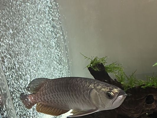 森森魚缸維修電話：如何維護和修理森森品牌的魚缸