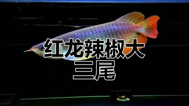 極品辣椒紅龍魚