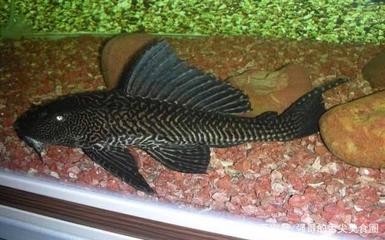 佛山市南海區里水新景水族商店（佛山市南海區里水鎮新興路15號）