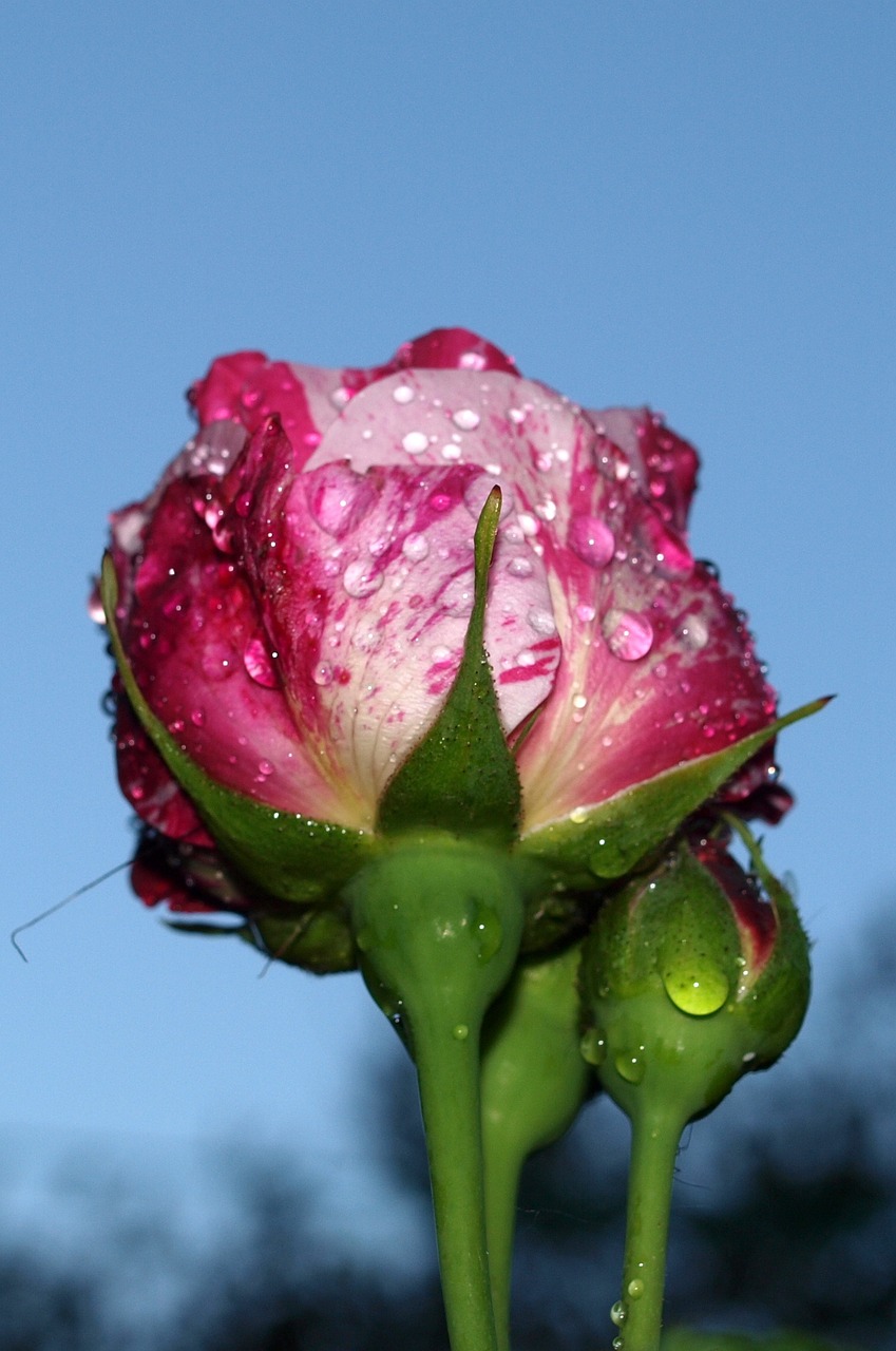 新華區(qū)小董花店（新華區(qū)小董花店地址）