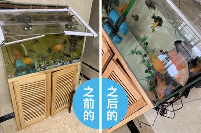 魚缸水白濁加硝化細菌有用嗎（魚缸水白濁加硝化細菌有用嗎魚缸水白濁加硝化細菌有用嗎）