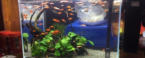 魚缸水白濁加硝化細菌有用嗎（魚缸水白濁加硝化細菌有用嗎魚缸水白濁加硝化細菌有用嗎）