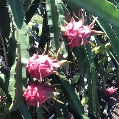 大火龍魚怎么養(yǎng)：大火龍魚怎么養(yǎng)，大火龍魚飼養(yǎng)方法