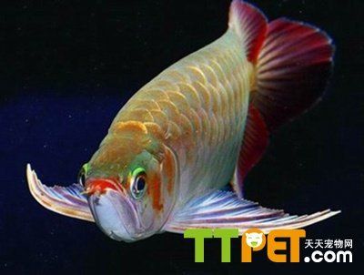 龍魚頭上有小白點是什么病：龍魚頭上有小白點是什么病龍魚頭上有小白點是什么病
