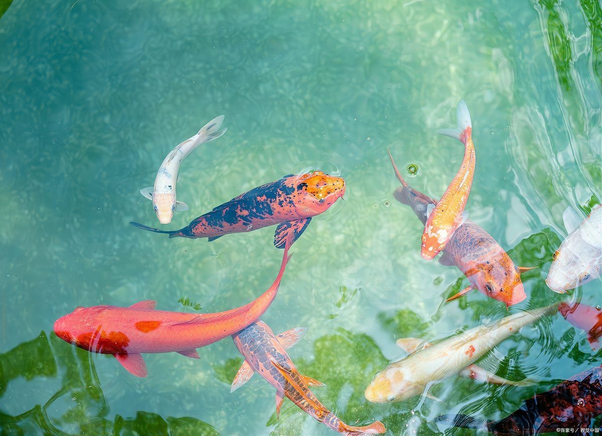 龍魚(yú)鱗爛會(huì)自愈嗎