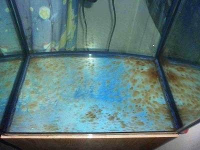 魚缸里出現了紅銹是什么東西：關于魚缸紅銹的一些詳細信息