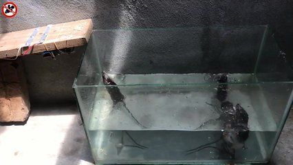 魚缸里出現了紅銹是什么東西：關于魚缸紅銹的一些詳細信息