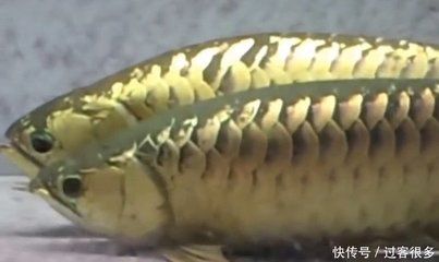 龍魚怎么養才會體型寬些：養龍魚的注意事項