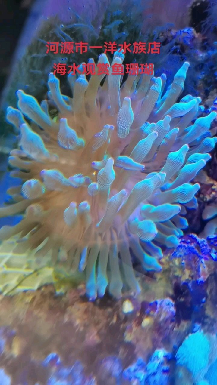 河源龍魚專賣店