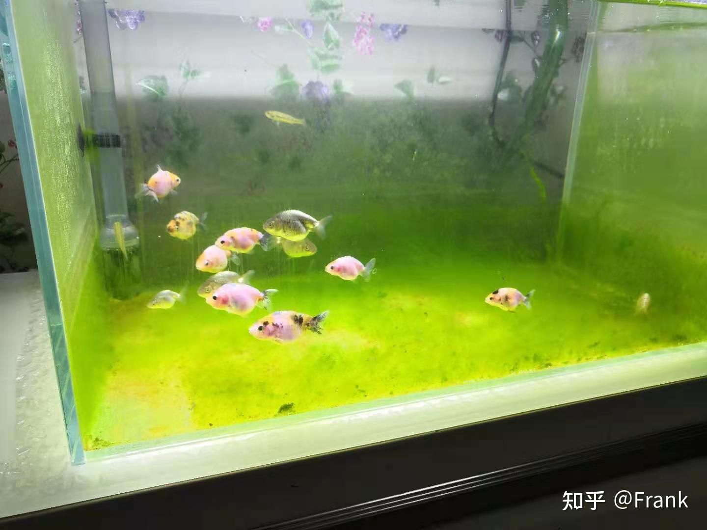 魚缸長綠藻怎么辦（魚缸長綠藻怎么辦魚缸長綠藻怎么辦魚缸長綠藻怎么辦）