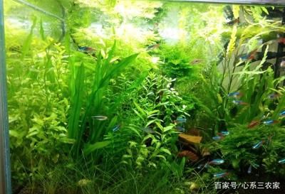 魚缸長綠藻怎么辦（魚缸長綠藻怎么辦魚缸長綠藻怎么辦魚缸長綠藻怎么辦）