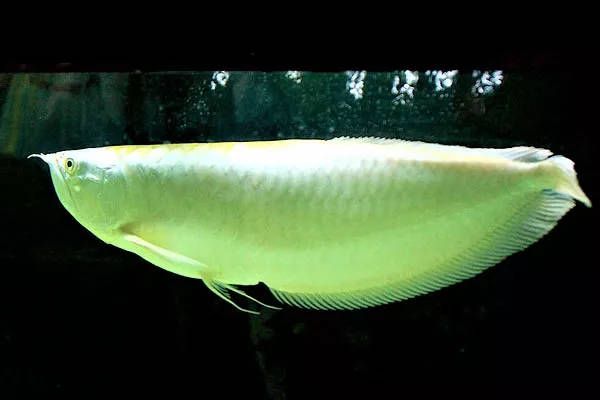 龍魚野生環(huán)境：關(guān)于龍魚的詳細(xì)信息