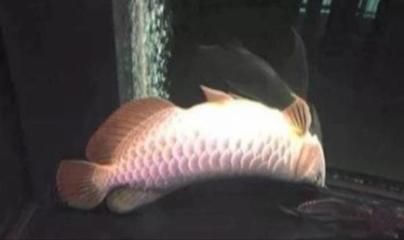 龍魚蹭缸是什么寄生蟲?。糊堲~蹭缸可能由于多種因素引起