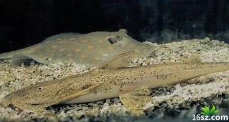 龍魚蹭缸是什么寄生蟲?。糊堲~蹭缸可能由于多種因素引起