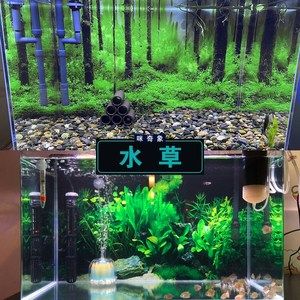 龍魚缸爆褐藻的處理方法（如何解決龍魚缸爆褐藻的問題）